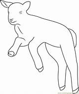 Lamb Coloringpages101 Mammals sketch template