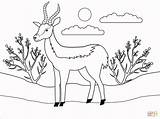 Antelope Antilope Tegninger Farvelægning sketch template