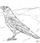 Coloring Raven Pages Crows Common Printable Supercoloring Categories sketch template