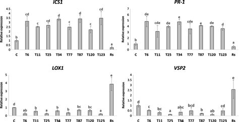 quantitative reverse transcription polymerase chain reaction rt qpcr