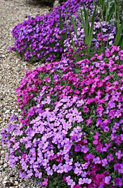 super ideas flowers purple garden yards garden flowers garden