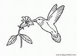 Oiseaux Colibri Oiseau Picaflor Dessiner Humming Hummingbird Albumdecoloriages Ko Printablefreecoloring sketch template