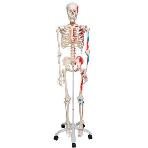 arriba  imagen modelo de anatomia humana thcshoanghoatham badinh
