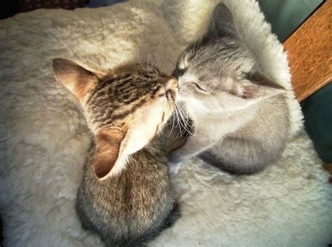 Cats Cute Kiss Kittie Love Image 56512 On