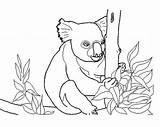 Koala Coloring Pages Kids Printable Koalas Print Animal Animals Zen Baby Toddlers Colors sketch template