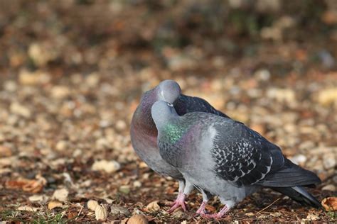 pigeon   specifically baby pigeons pest wiki
