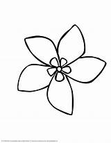 Simple Jasmine Drawing Flower Hawaiian Drawings Choose Board Coloring Pages sketch template