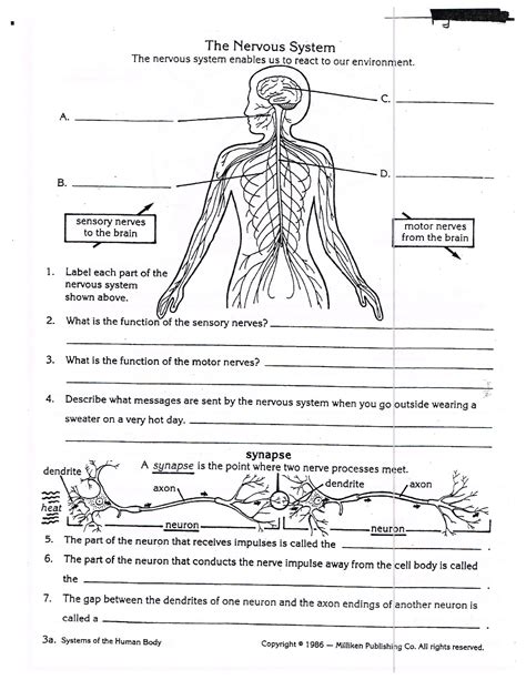 nervous system coloring worksheets