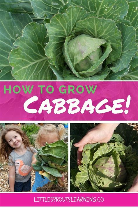 grow cabbage container gardening vegetables edible garden