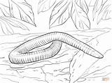 Coloring Caecilian Amphibian Mexican Burrowing Pages Clipart Cecilias Anfibios Dibujos Cliparts Burrow Designlooter Library Categories sketch template