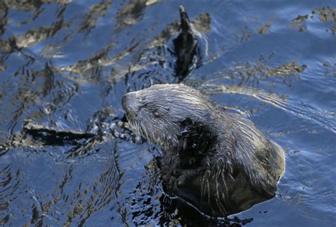 Predator Sea Otter Now More Of A Hero In California