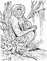 Coloring Monkey Pages Baby Mother Gibbon Adults Realistic Chimpanzee Detailed Monkeys Printable Print Drawing Color Primate Animals Public Child Daughter sketch template