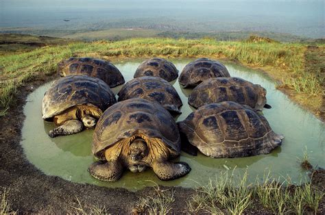 dive   wildlife rich waters   galapagos giant tortoise