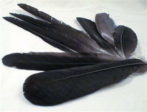 black feathers  photo  freeimages