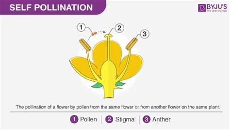 Sexual Reproduction In Plants Features And Its Process