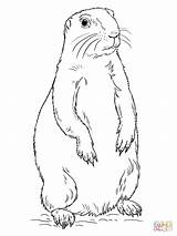 Prairie Dog Coloring Drawing Pages Printable Standing Tags sketch template