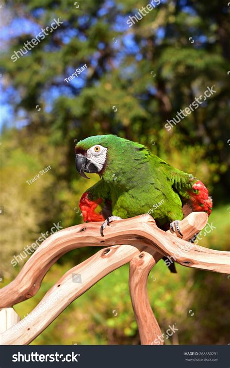 severe macaw mini macaw stock photo  shutterstock