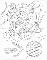 Rattlesnake Boa Emerald Serpiente Coloringbay Designlooter Rattlesnakes sketch template