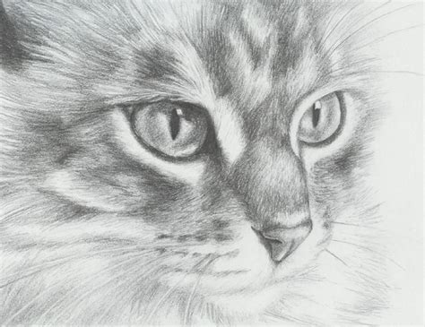 cute cat drawings showcase