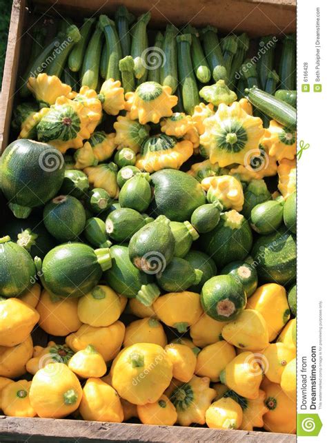 fresh squash mixed stock photo image  yellow variety