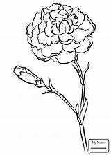 Carnation Coloring Pages Flower Drawing Printable Getcolorings Getdrawings sketch template
