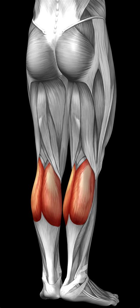 musculos posteriores da perna panturrilha felipe barros