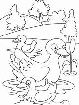 Duck Coloring Pages Animals Printable sketch template