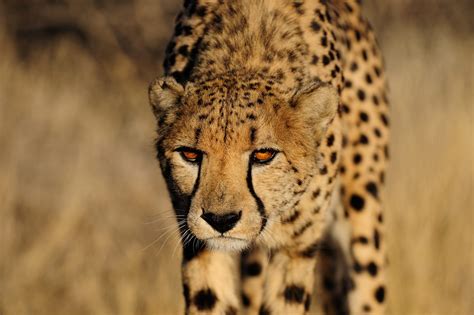 cheetah  fastest land animal   world impressive nature