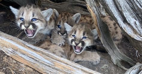 utah s rescued cougar kittens are now in new york city