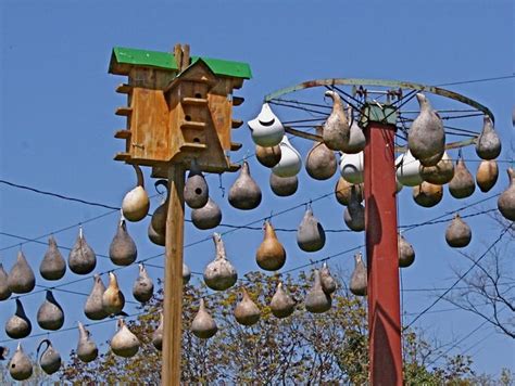 purple martin gourd houses  east tennessee