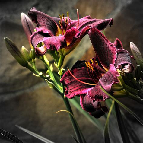 Last Of The Lilies Photograph By Anne Jordan