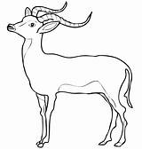 Impala Gazelle Coloring Pages Printable Antelope Color Categories Supercoloring sketch template