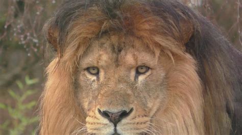 safaripark beekse bergen leeuwen youtube
