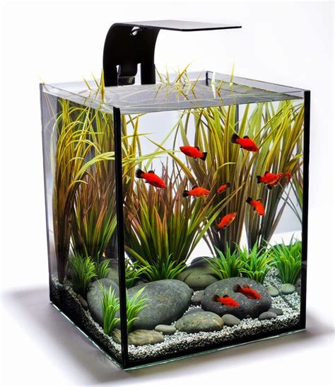 small fish tank ideas  ultimate guide  modern contemporary fish