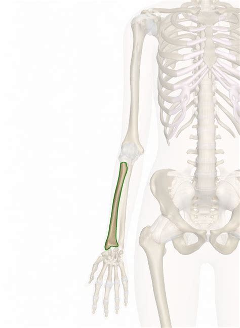 radius bone anatomy   illustrations