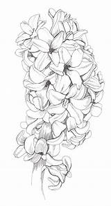 Flower Coloring Pages Flowers Hyacinth Printable Drawings Drawing Adults Flores Line Botanical Sheets Para 塗り絵 Book Colouring Adult Colorir Zen sketch template
