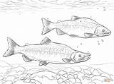 Salmon Coloring Pages Kokanee Printable Pacific Realistic Drawing Sheets Drawings Color Printables sketch template