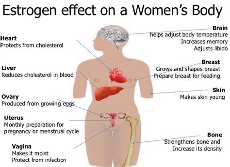 Can Women Boost Estrogen Naturally Vairm ~ Natural