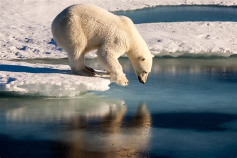 polar bears face  challenge  sea ice  speedier study  cbs news