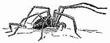 Coloring Pages Arachnid sketch template
