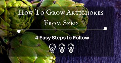 grow artichokes  seed  easy steps  follow growing