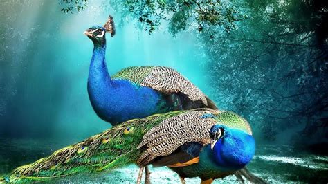 wallpaper peacock  images