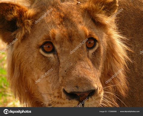 picture young lion face image young lion face stock photo  gi