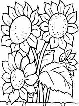 Coloring Pages Flower Printable Sunflower Sunflowers Flowers Kids sketch template