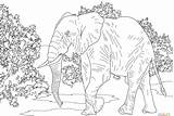 Coloring Elephant African Pages Animals Savanna Forest Printable Realistic Walking Indian Animal Drawing Desert Rainforest Colouring Supercoloring Color Print Plants sketch template