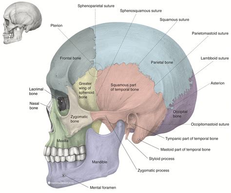 bones   skull anatomy  pencil medical art