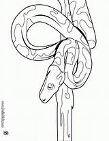 Cobra Lenda Serpiente Constrictora Ausmalen Serpientes Folclore Albino Pintarcolorir Ninos Reptiles Schlange Hellokids Ausmalbilder Drucken Línea sketch template