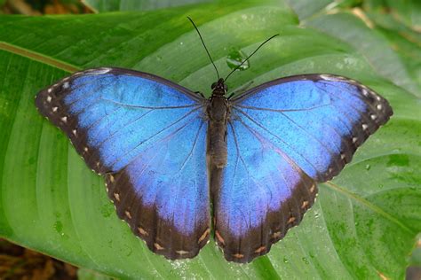 incredible adaptations   blue morpho butterfly