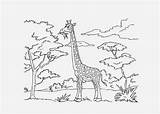 Jungle Coloring Giraffe Pages Kids sketch template