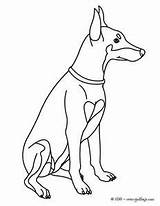 Coloring Pinscher Miniature 300px 89kb Drawings sketch template